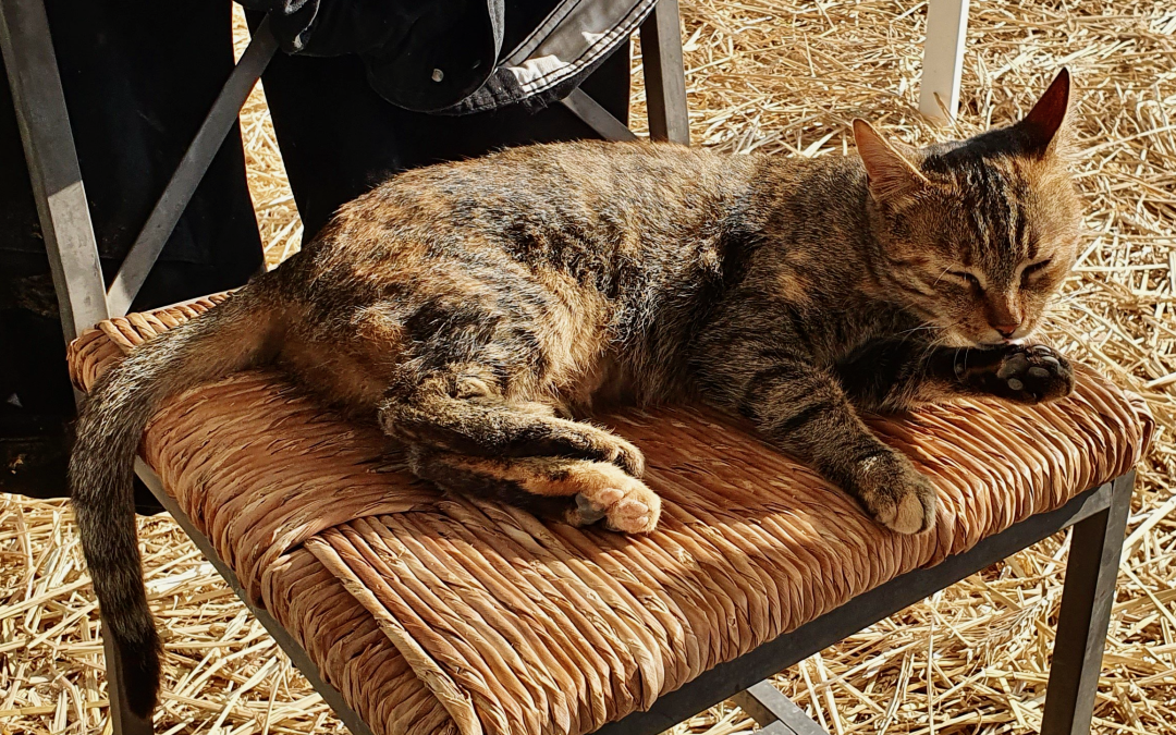 Katzenheilung Nach Sterilisation und Schock der Katzenmutter