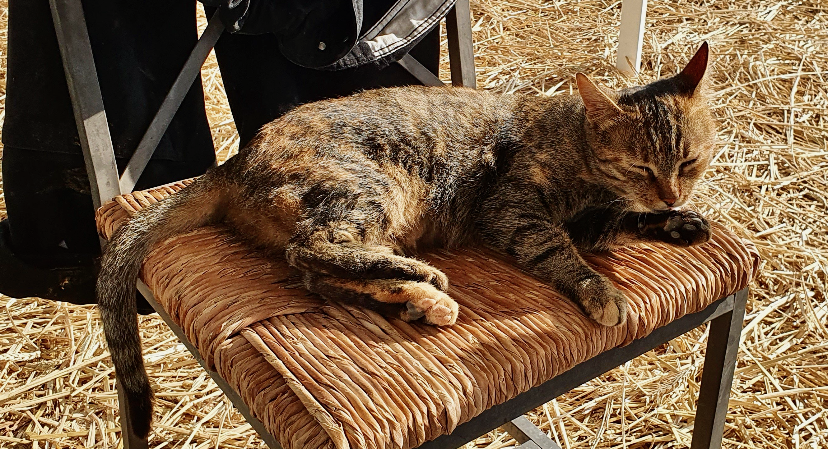 Katzenmutter Permakultur Paradisegarden Maroni