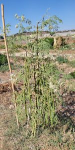 Moringa Dokumentation — der Wunderbaum