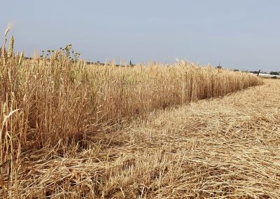 Kann Getreide wieder genfrei werden?