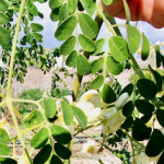 Moringa, die Superpflanze im ParadiseGarden Maroni