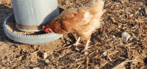 Freiland-Bio-Eier von glücklichen Hühnern